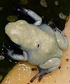 Dendrobates Galactonotus moonshine